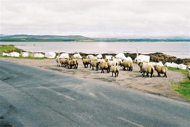 Free range sheep. 